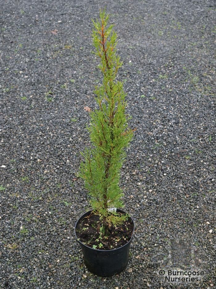 Italian Cypress
